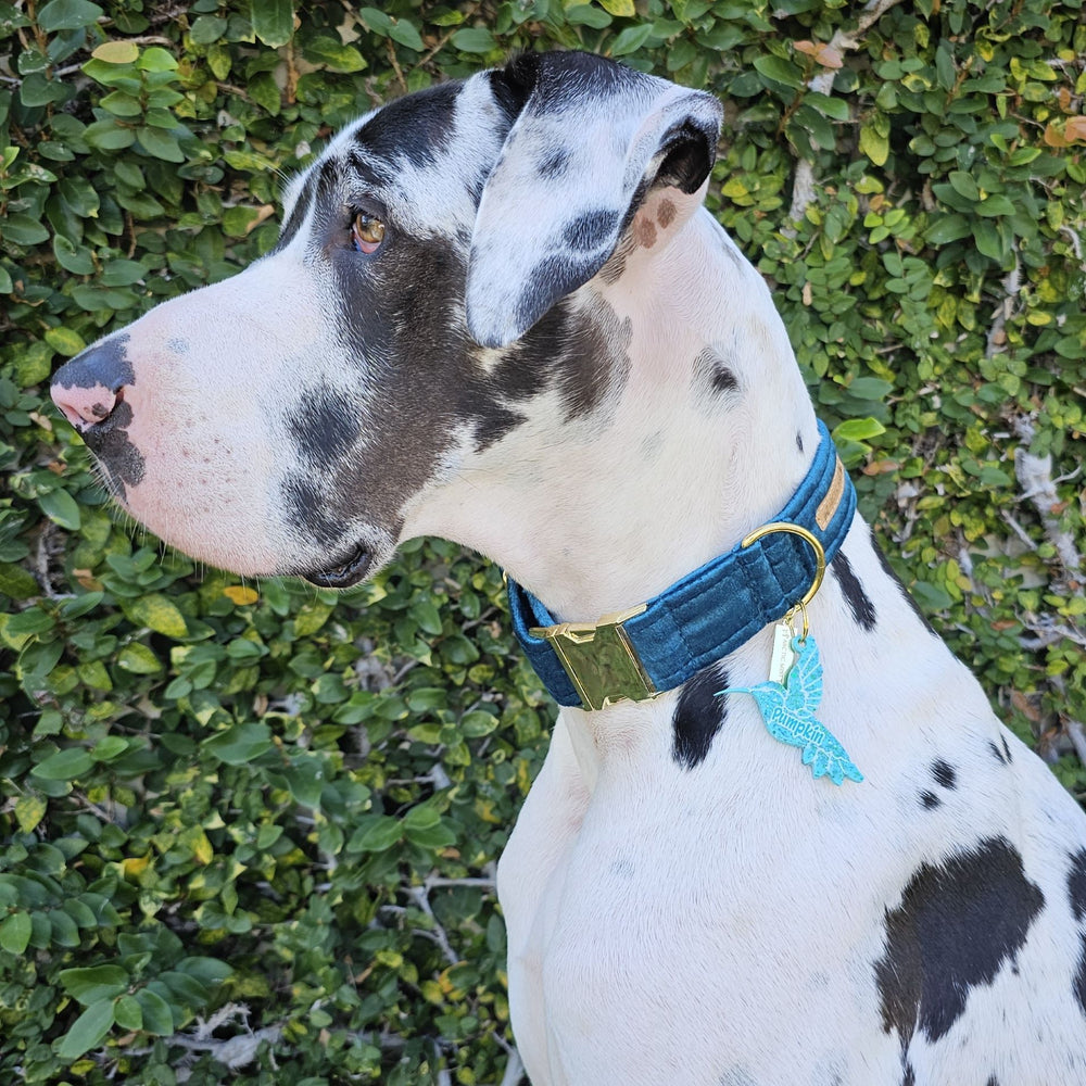 Luxury teal velvet buckle collar dog