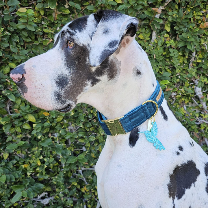 Luxury teal velvet buckle collar dog