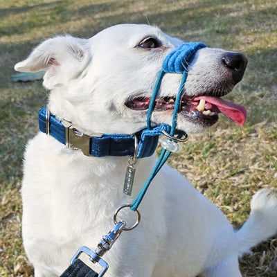 Luxury teal velvet buckle collar dog
