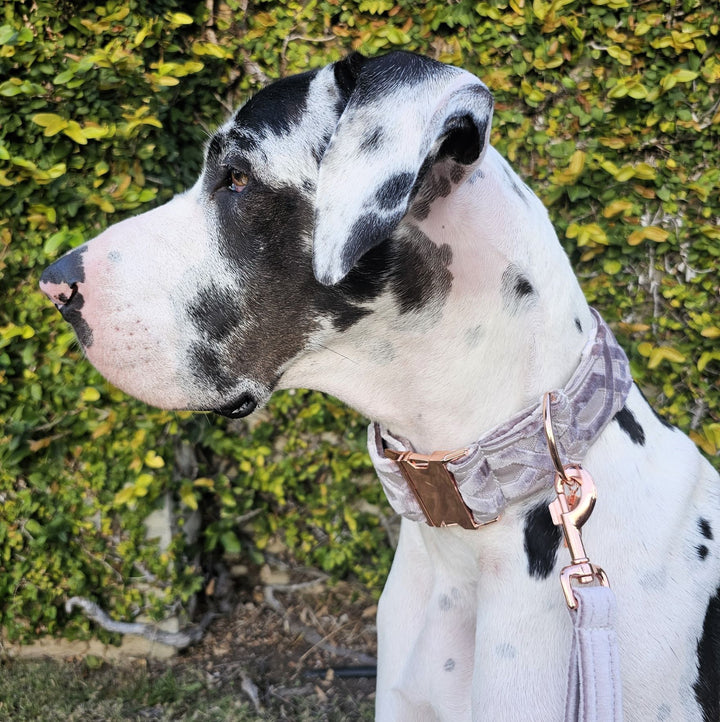 Pale Lavender Luxury Embossed Velvet Buckle Collar