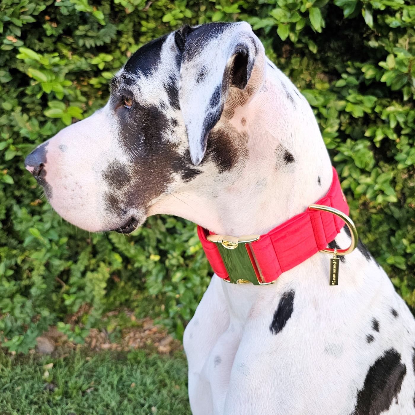 luxury red velvet dog buckle collar