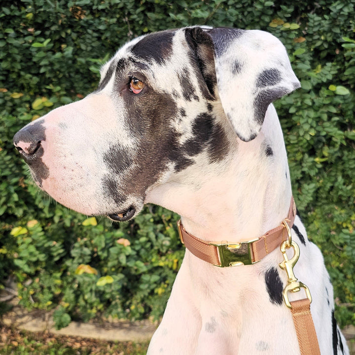 Caramel Latte Adventure Buckle Collar