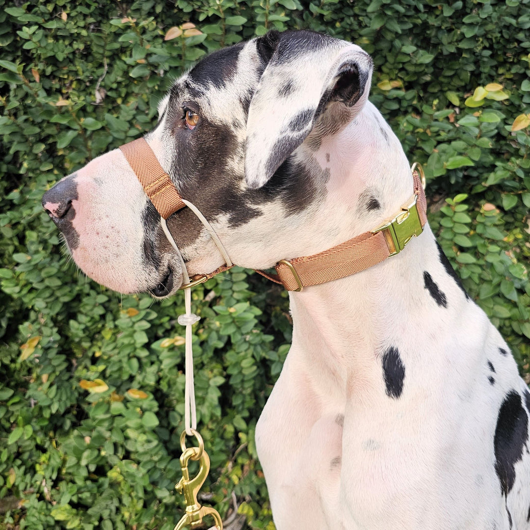caramel latte adventure dog head halter attachment nylon webbing halti