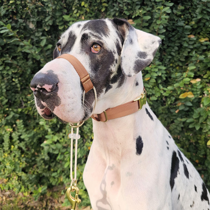 caramel latte adventure dog head halter attachment nylon webbing halti