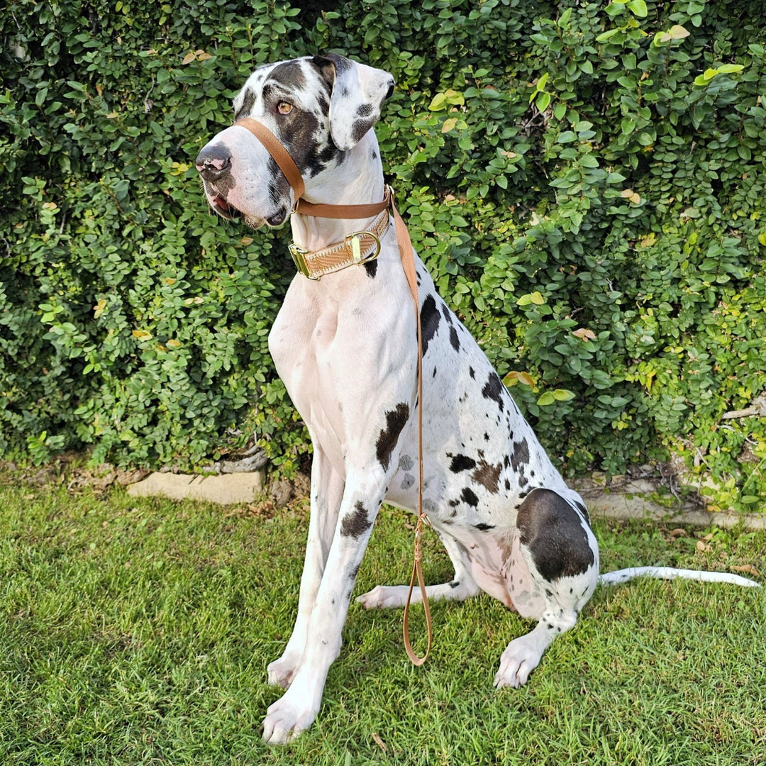 caramel latte adventure nylon webbing webbed head halter slip lead dog head collar