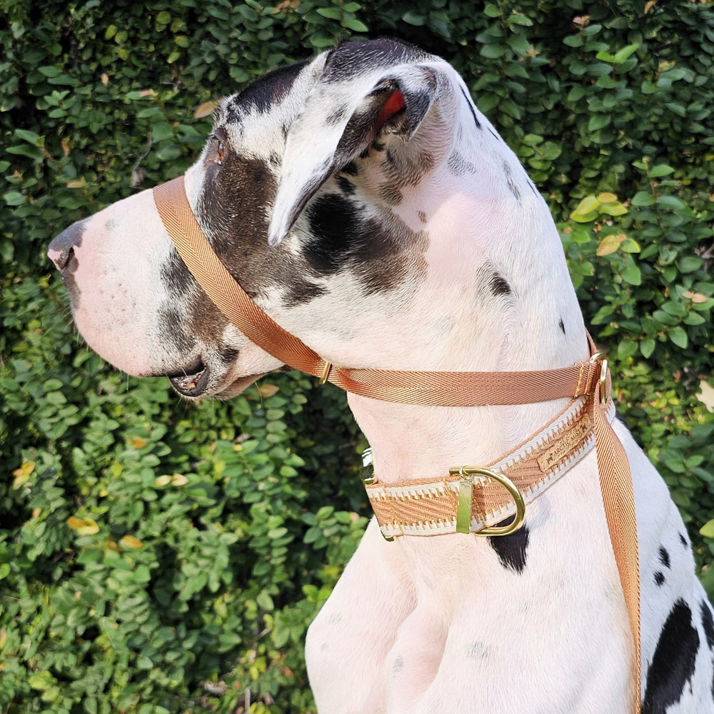 caramel latte adventure nylon webbing webbed head halter slip lead dog head collar