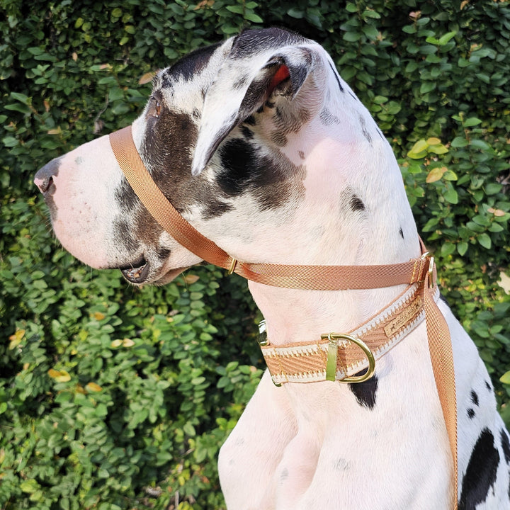 caramel latte adventure nylon webbing webbed head halter slip lead dog head collar