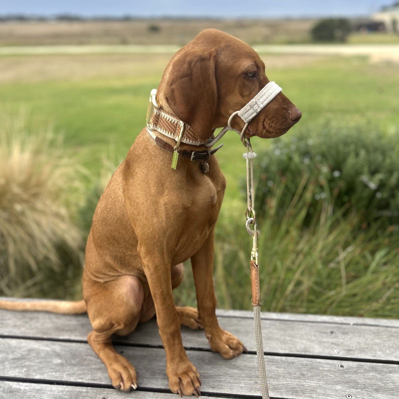 Caramel Latte St Tropez dog Buckle Collar polyester webbing brass 