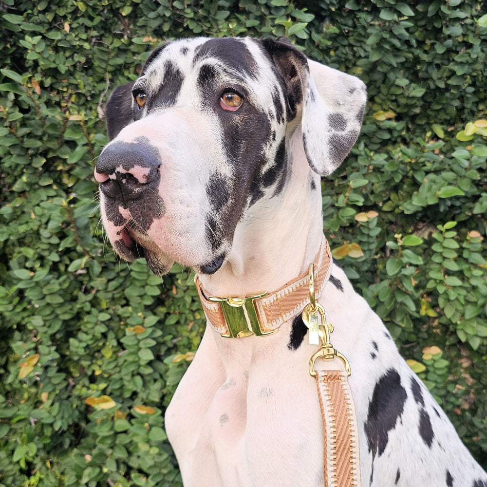 Caramel Latte St Tropez dog Buckle Collar polyester webbing brass 