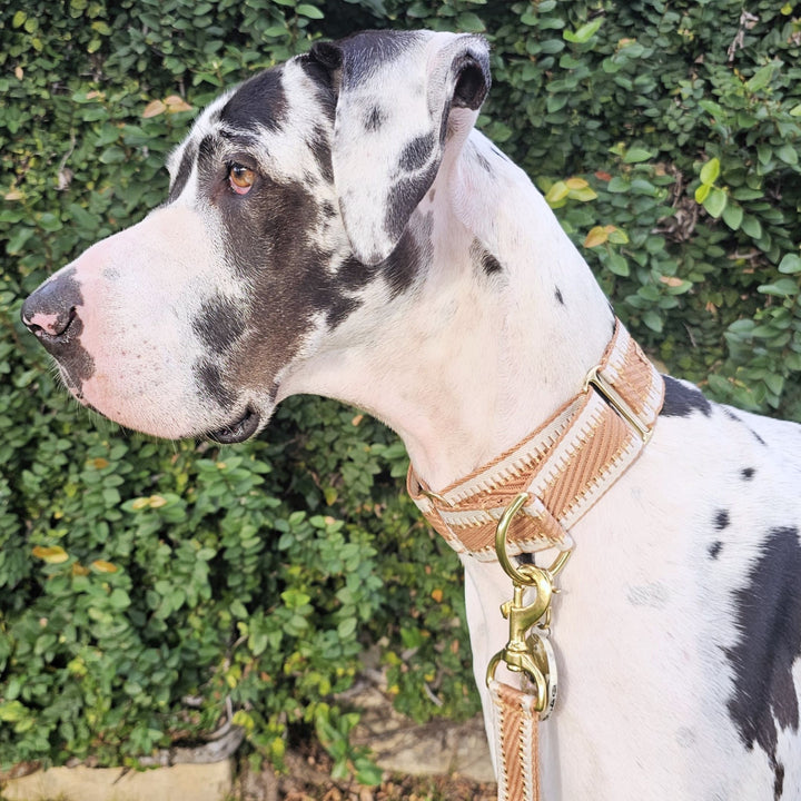 Caramel Latte St Tropez Martingale dog Collar