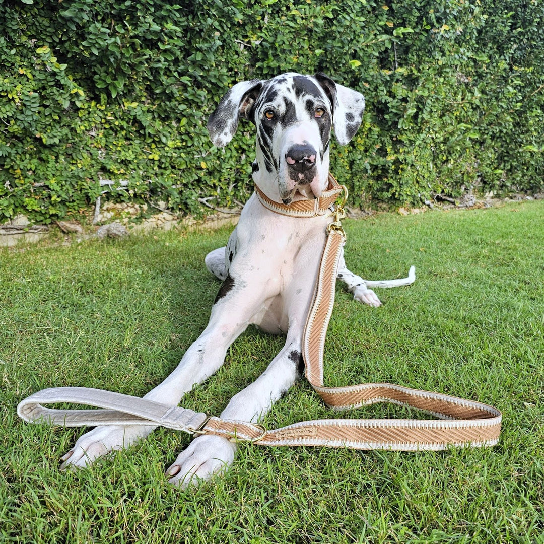 Caramel Latte St Tropez Statement dog lead polyester webbing