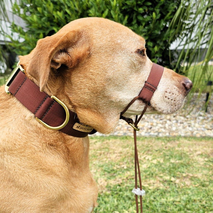 chocolate brown nylon webbing webbed beach adventure head halter attachment