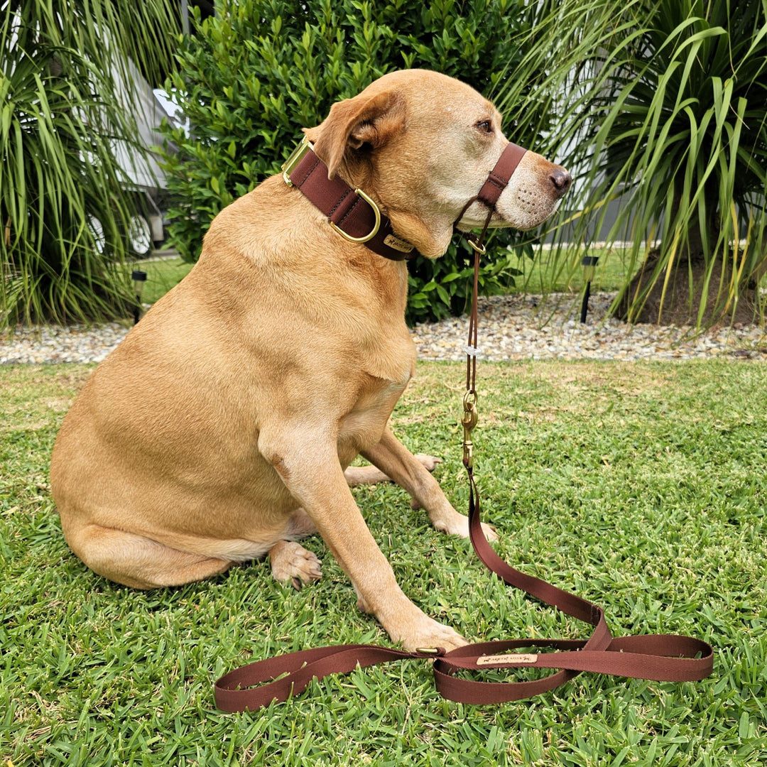chocolate brown nylon webbing webbed beach adventure head halter attachment