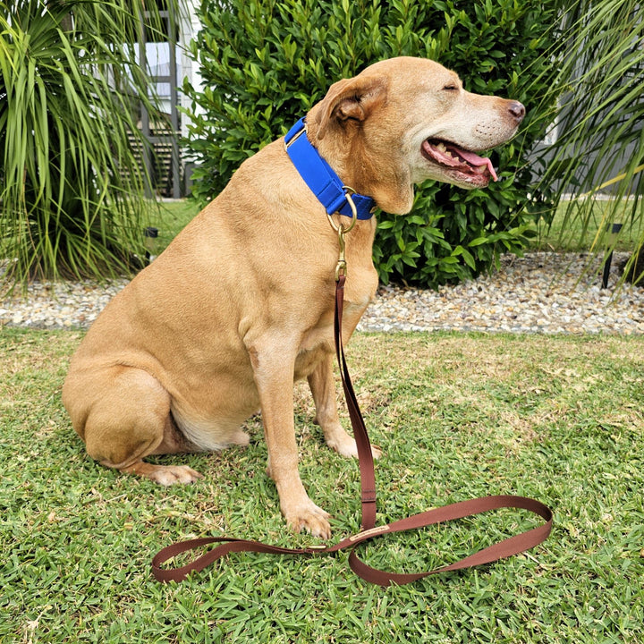 chocolate brown nylon webbing webbed beach adventure lead leash