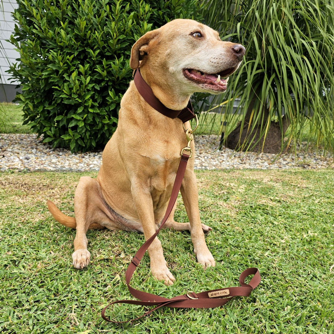 chocolate brown nylon webbing webbed beach adventure lead leash