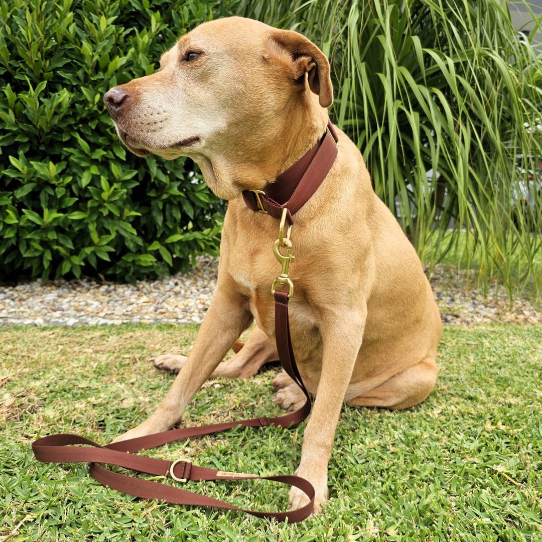 chocolate brown nylon webbing webbed beach adventure martingale collar