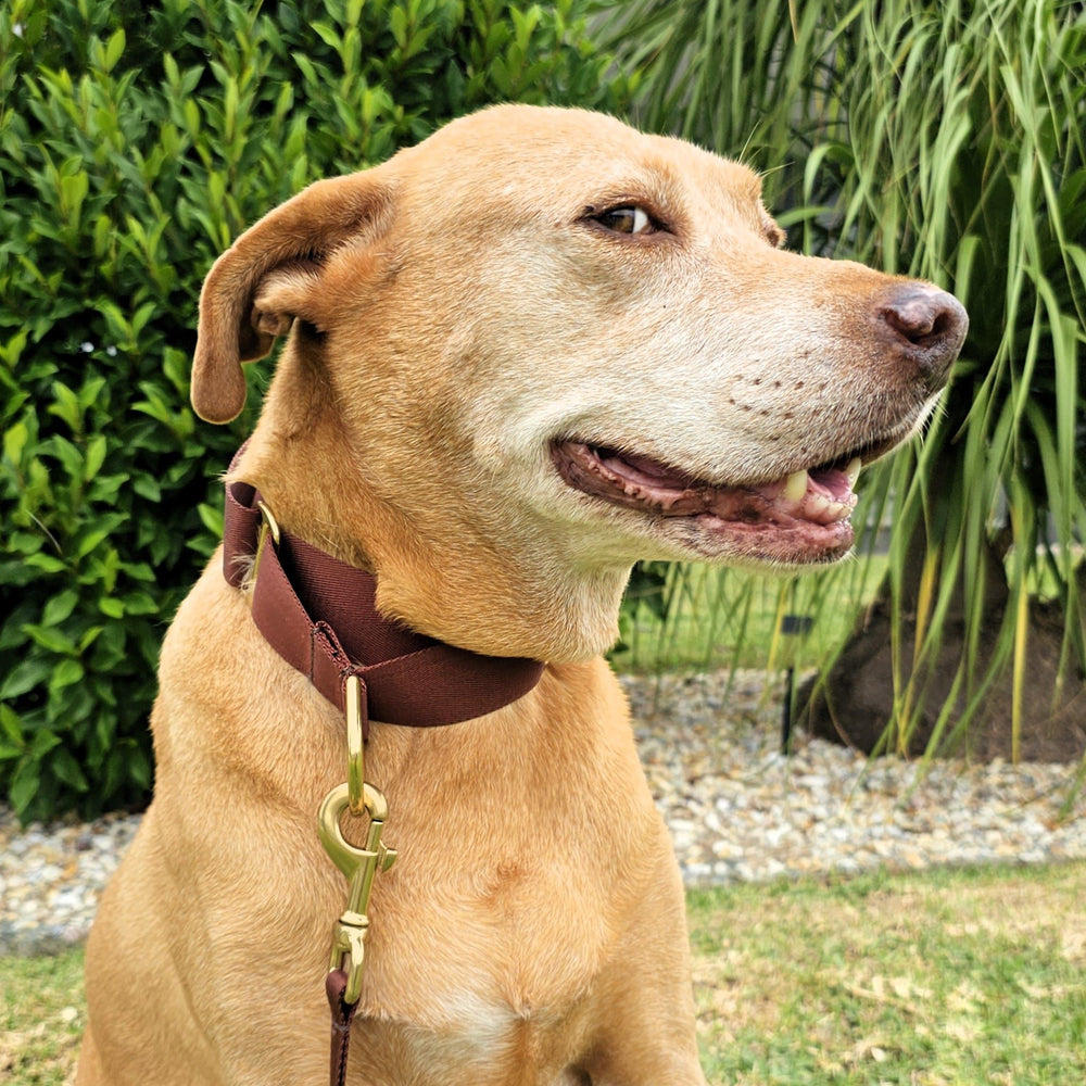 chocolate brown nylon webbing webbed beach adventure martingale collar