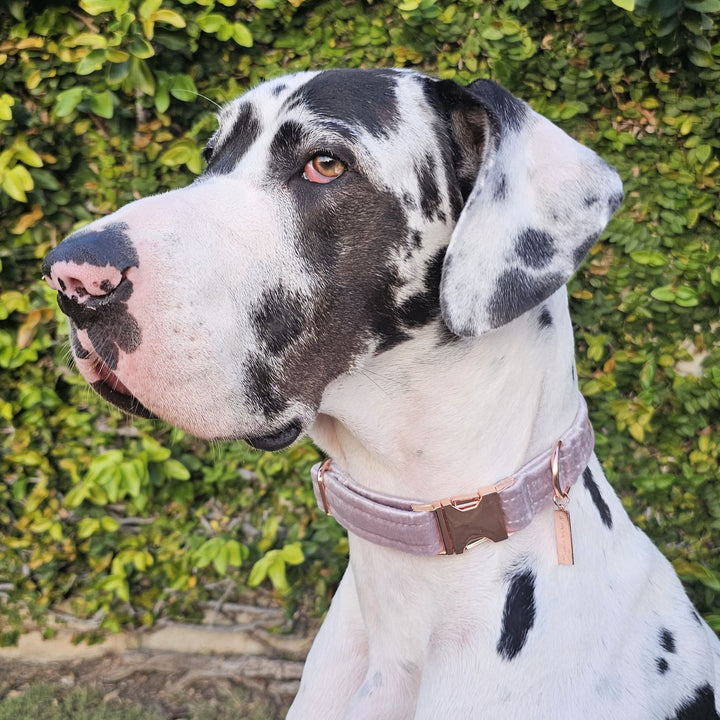 Pale Lavender Luxury Velvet Buckle Collar