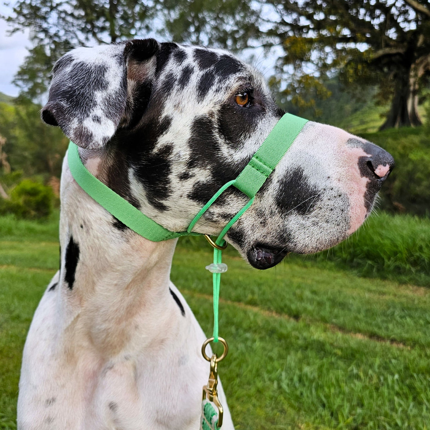 Emerald Green Complete Adventure Training Halter