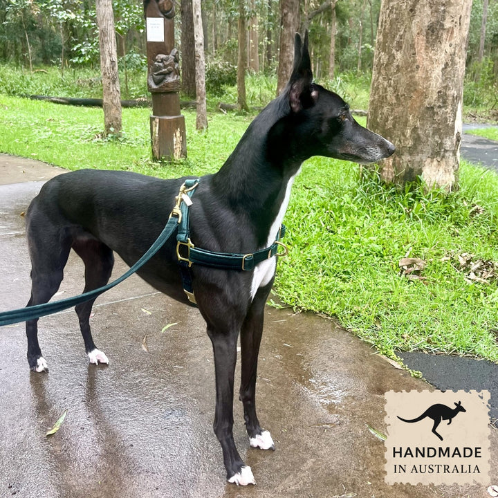 Forest Green Luxury Velvet Harness