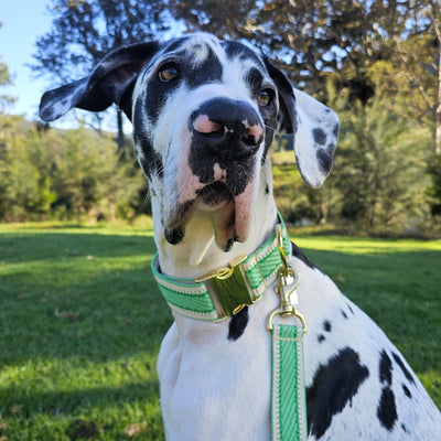 luxury emerald green webbing dog buckle collar flat collar brass