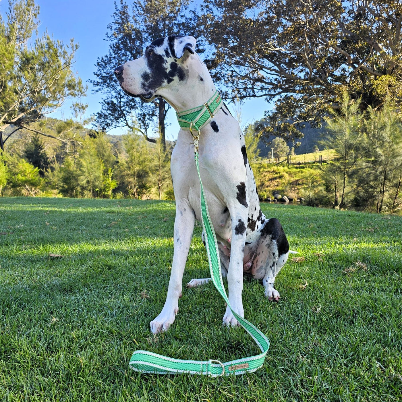 luxury emerald green webbing dog collar lead brass