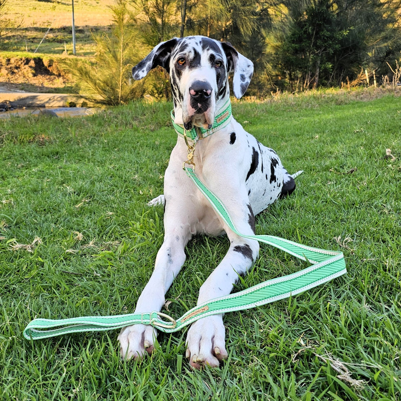 luxury emerald green webbing dog collar lead brass