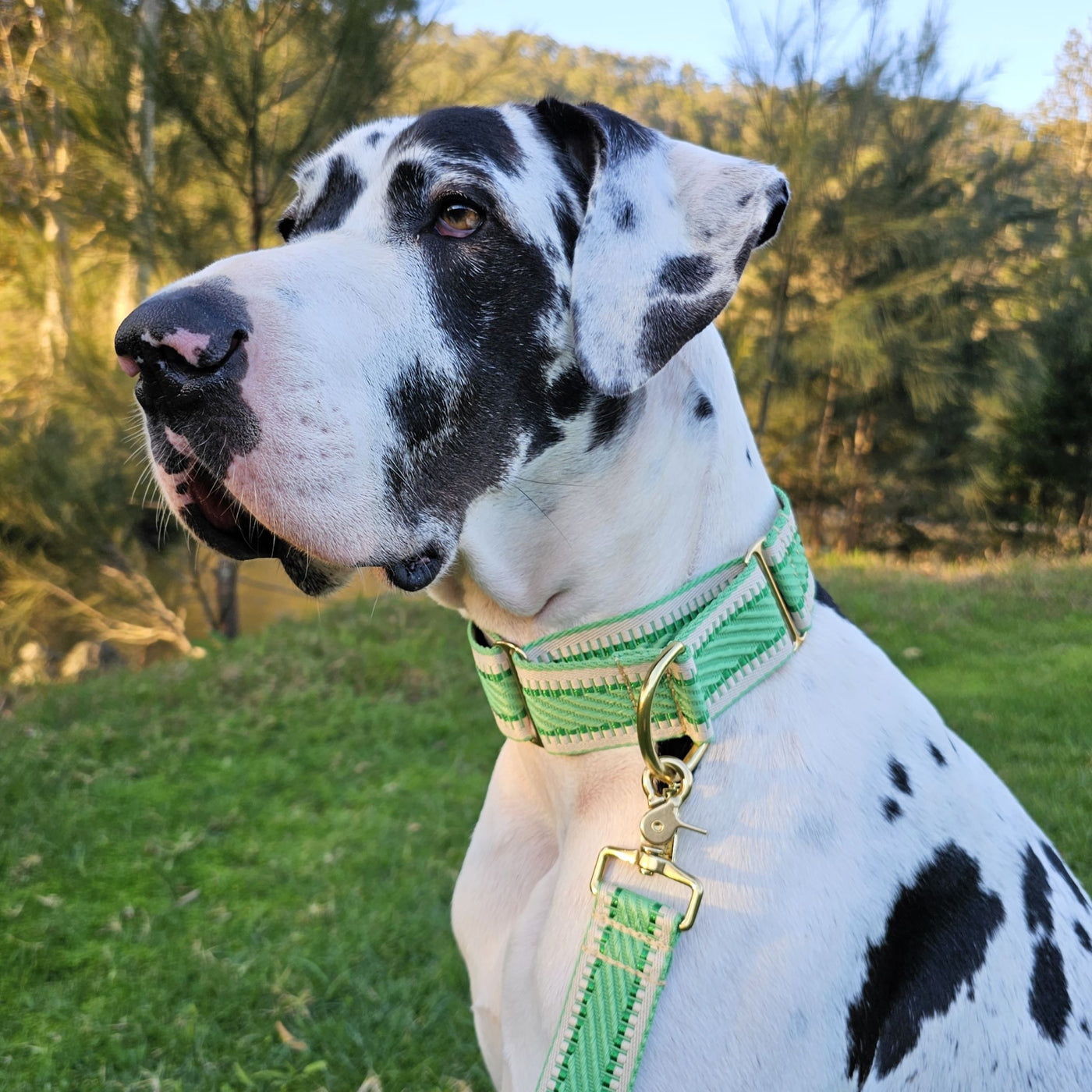 luxury emerald green webbing dog martingale collar limited slip collar brass