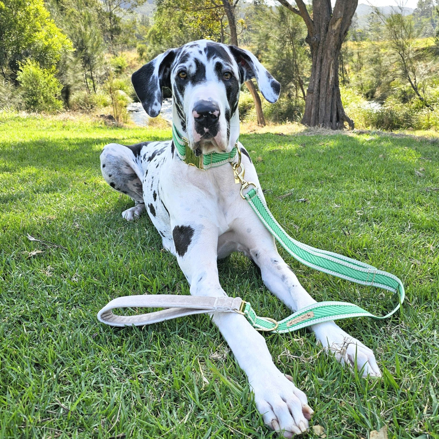 luxury emerald green webbing dog collar lead brass