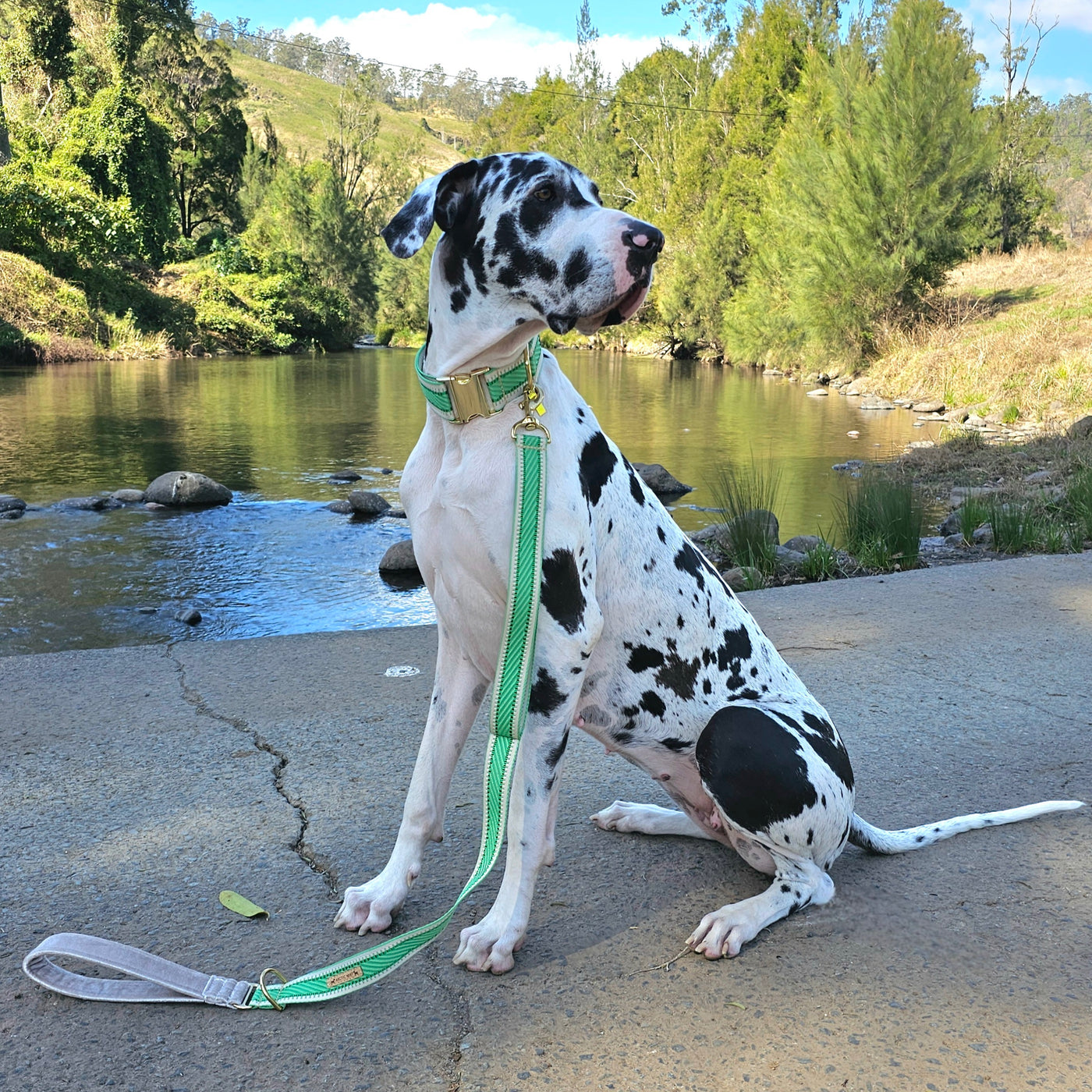 luxury emerald green webbing dog collar lead brass