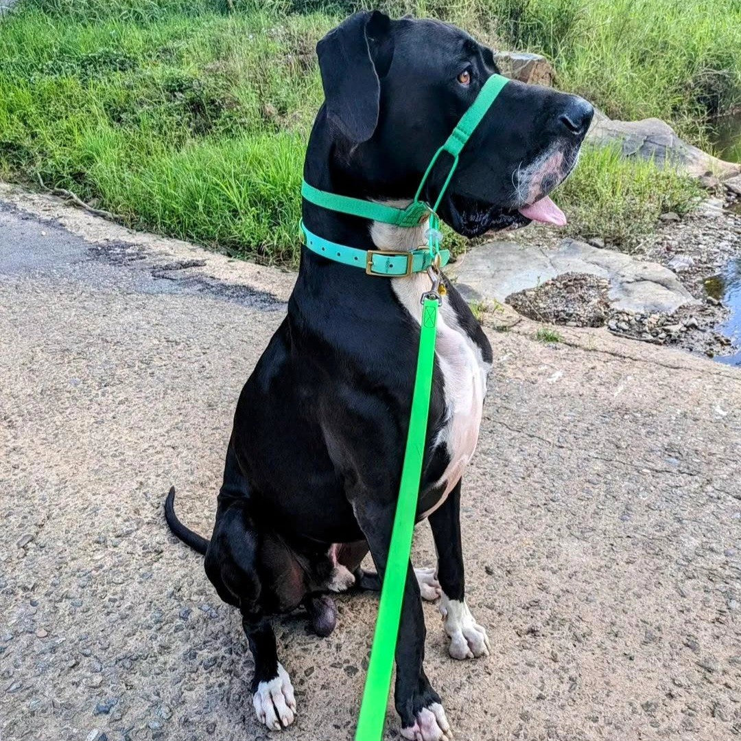 Emerald Green Complete Adventure Training Halter