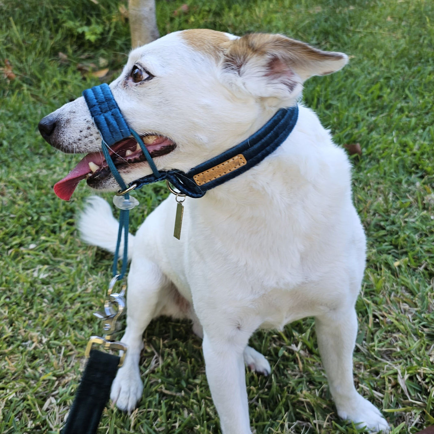 Luxury teal velvet dog head halter