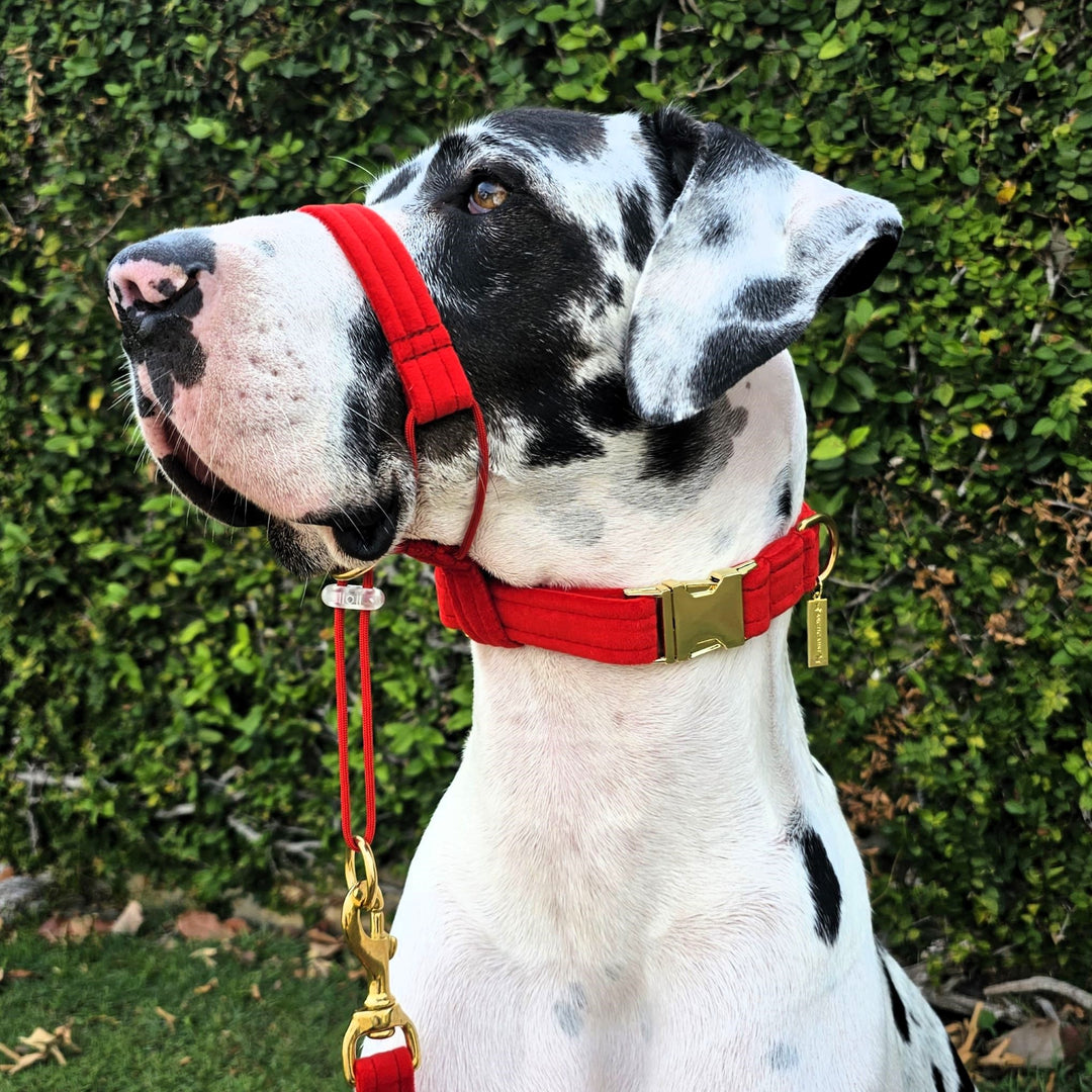 luxury red velvet dog buckle collar head halter halti