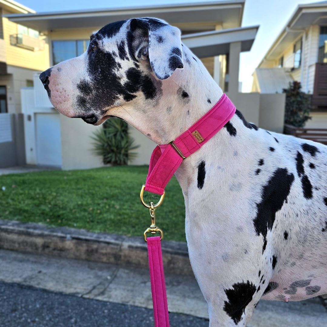 hot pink velvet martingale collar limited slip dog collar