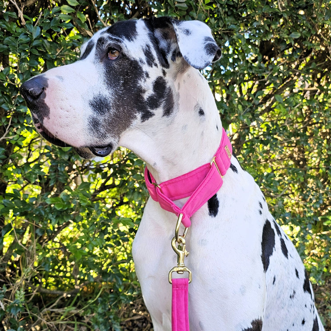 hot pink velvet martingale collar limited slip dog collar