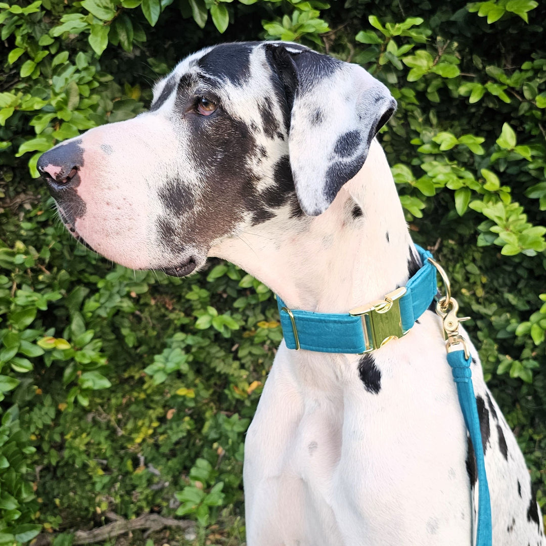 jade green luxury velvet buckle dog collar lead