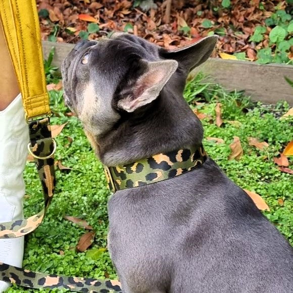 Khaki Leopard Buckle Collar