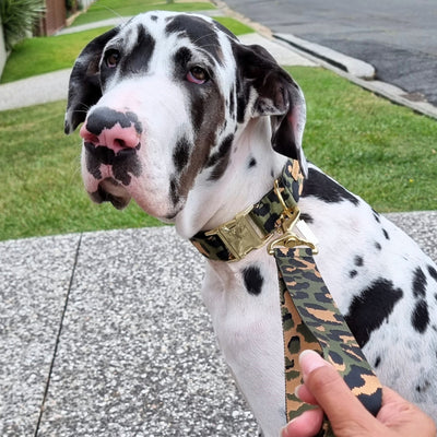 Khaki Leopard Buckle Collar