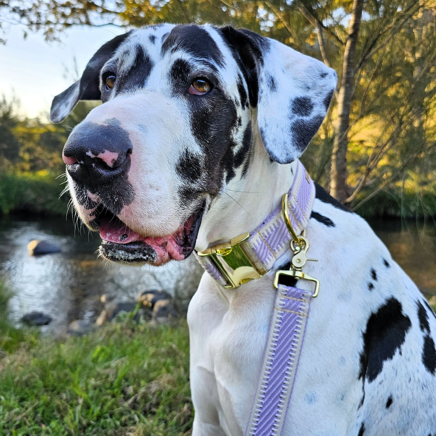 luxury lavender webbing dog buckle flat collar brass 