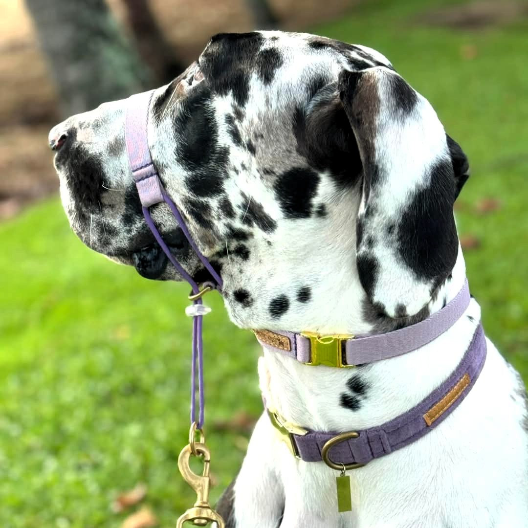 Lavender Complete Adventure Training Halter