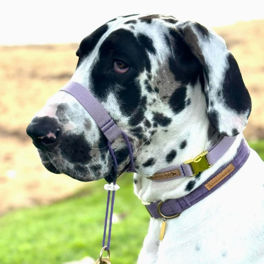 Lavender Complete Adventure Training Halter