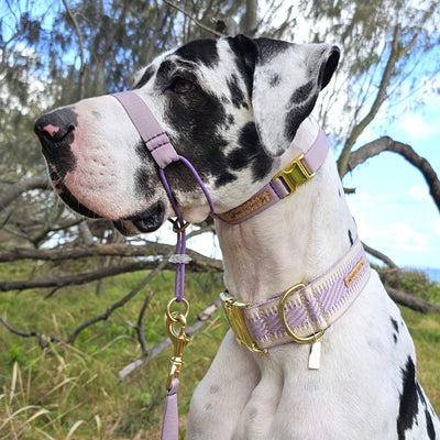 Lavender Complete Adventure Training Halter