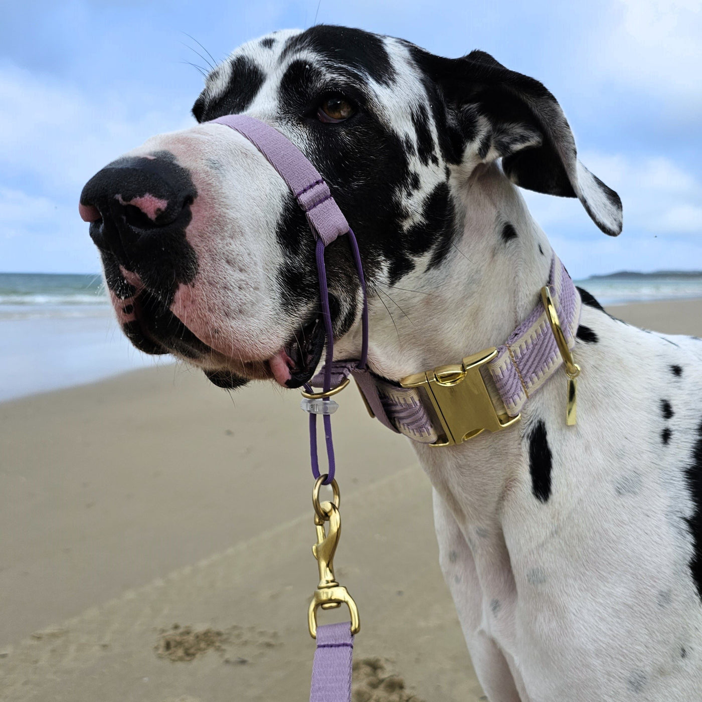 Lavender Adventure Head Halter Attachment