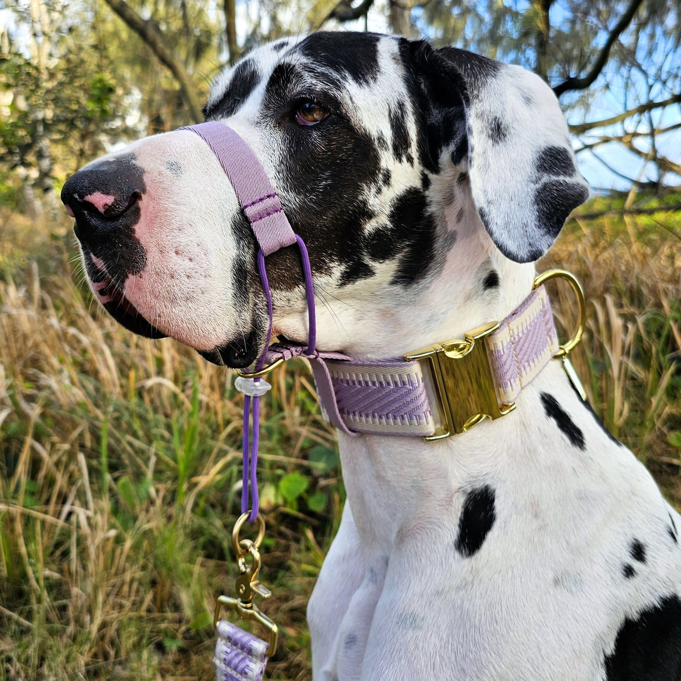 Lavender Adventure Head Halter Attachment