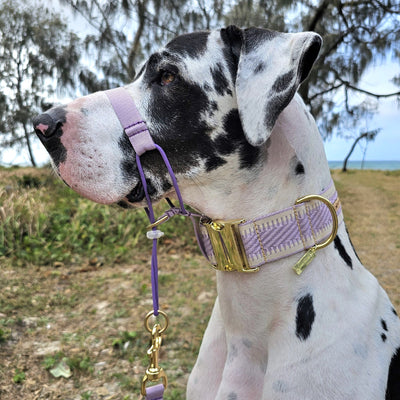 Lavender St Tropez Buckle Collar