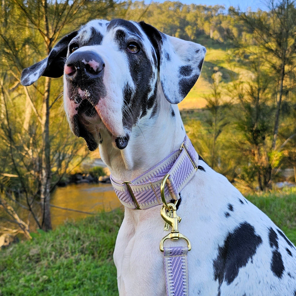 luxury lavender webbing dog  martingale limited slip collar brass 