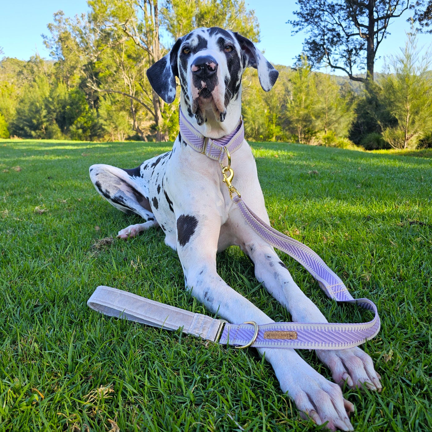 luxury lavender webbing dog  martingale limited slip collar brass 