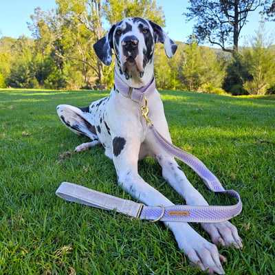 luxury lavender webbing dog  lead leash traffic handle brass 