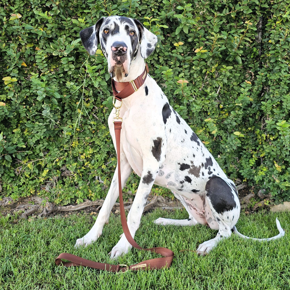 chocolate brown nylon webbing webbed beach adventure lead leash