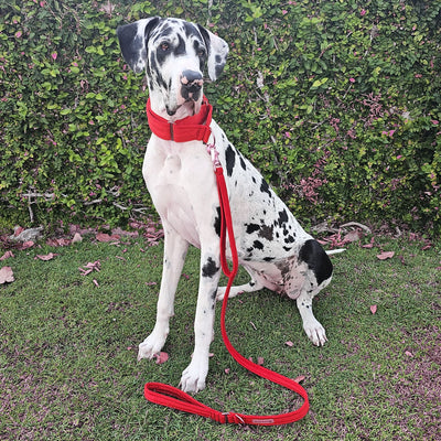 luxury red velvet dog martingale limited slip collar